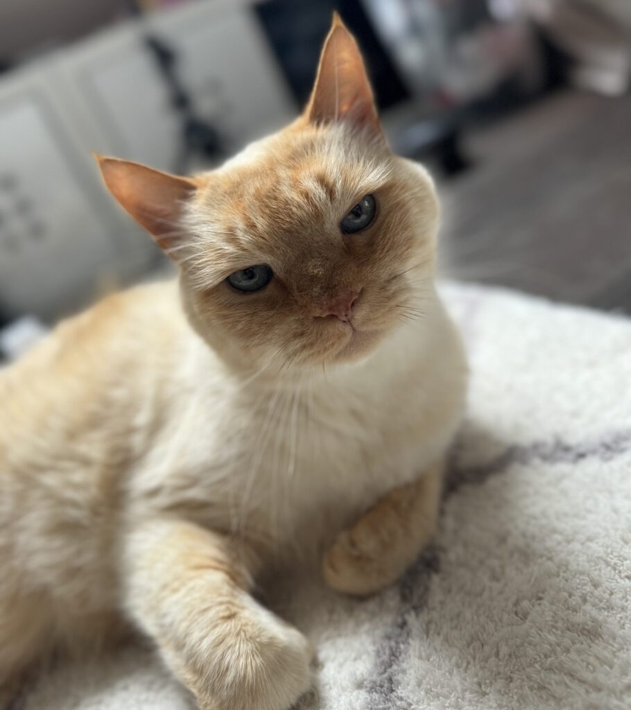 Gaspard_chat