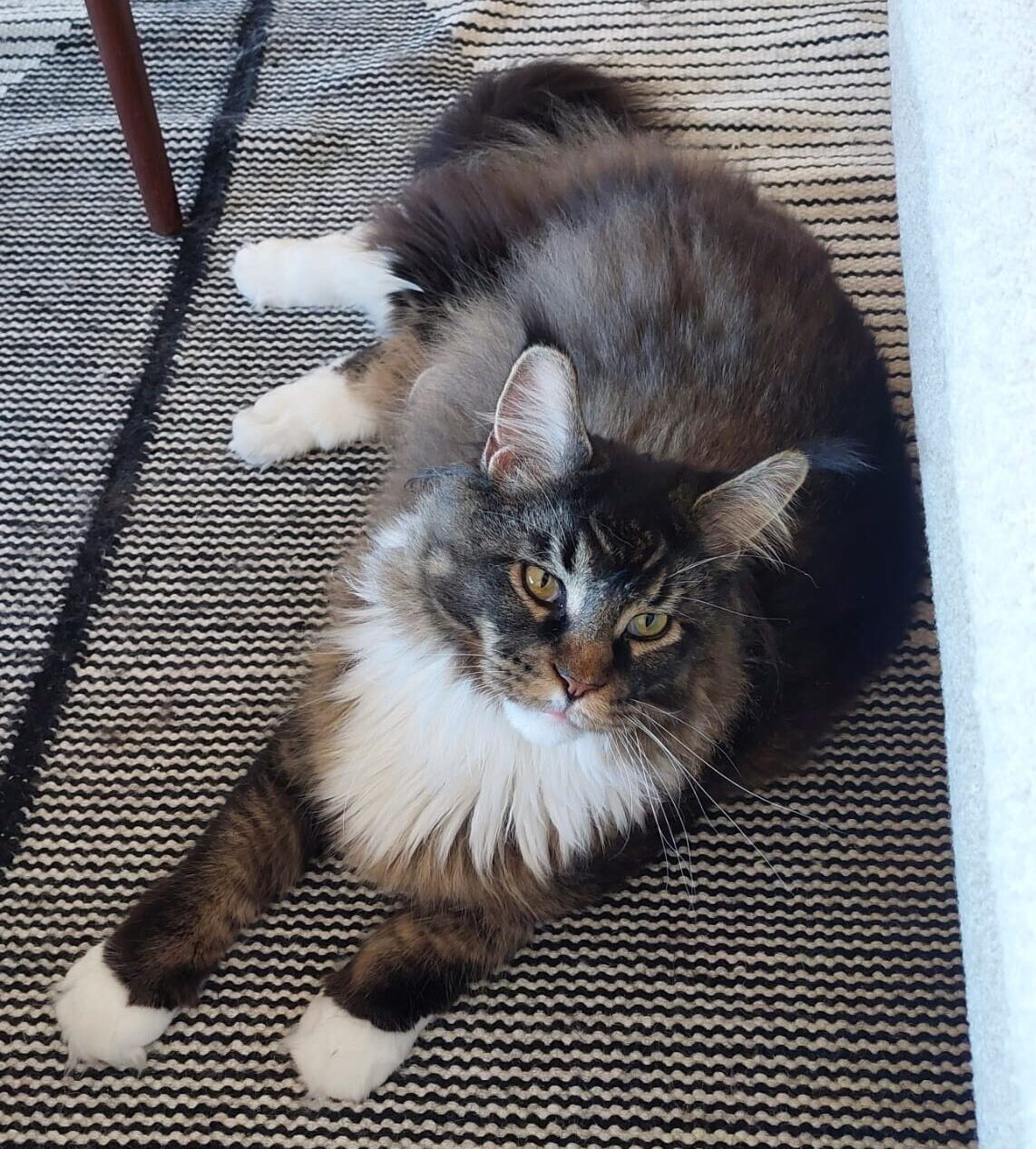 etudes-de-cas-garde-chat-morges