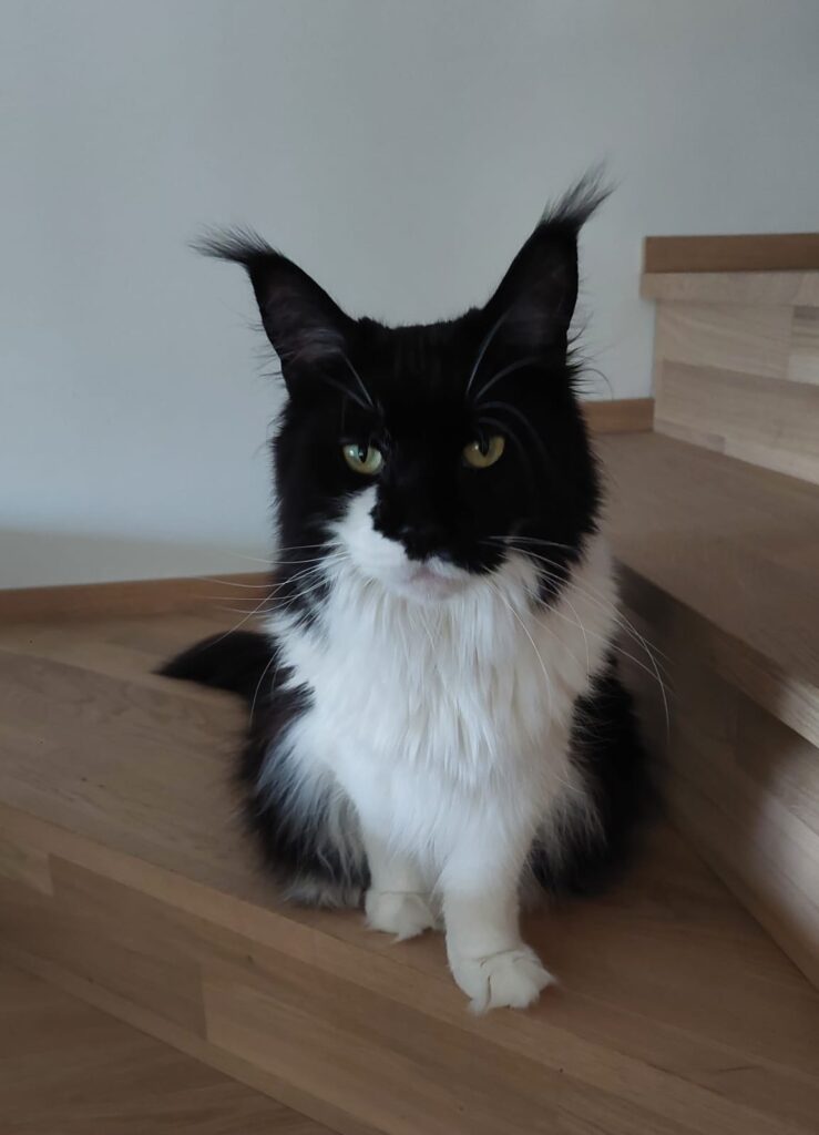 main-coon Iwa