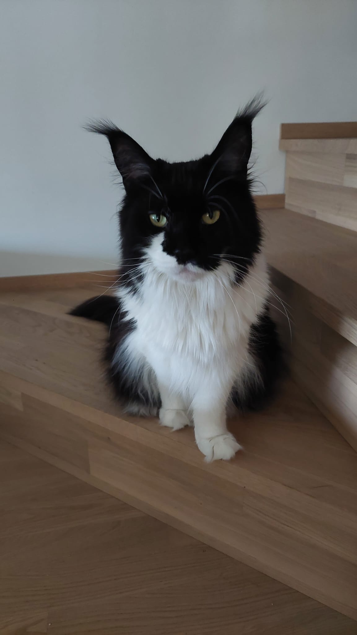 Iwa, chatte Maine Coon gardée à domicile