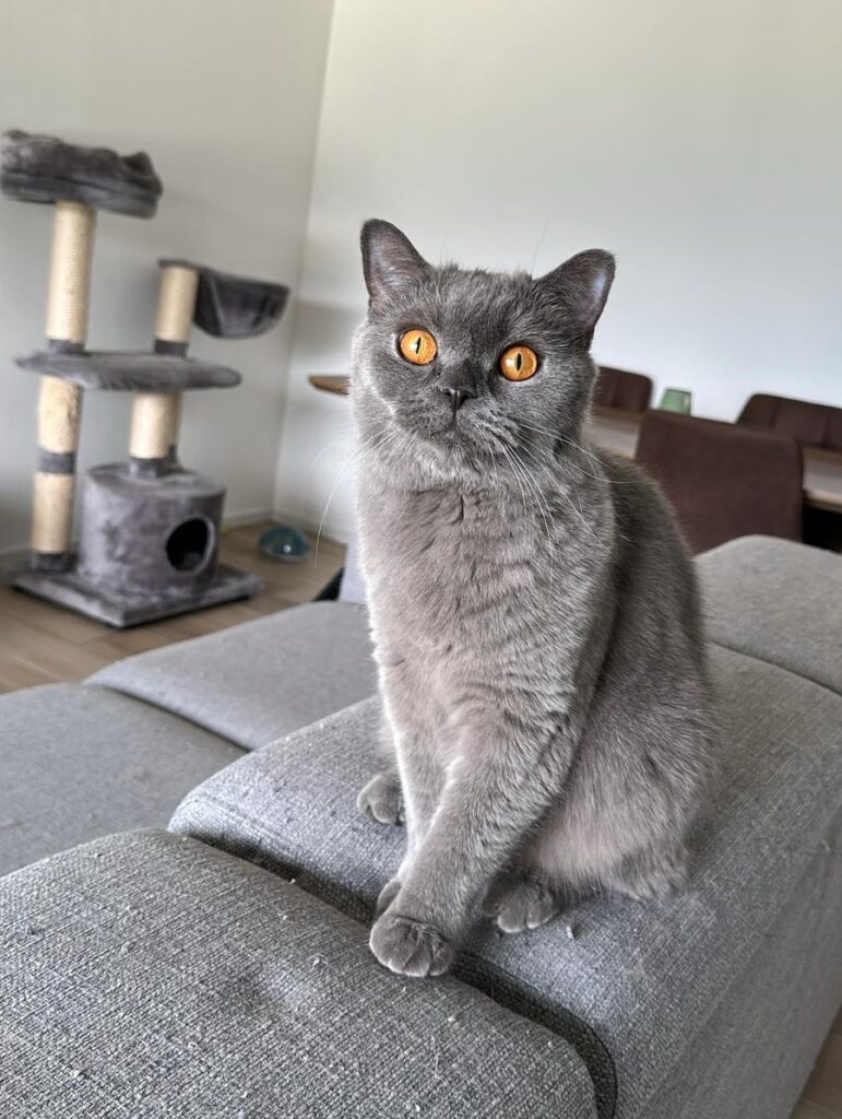 pepino_chat