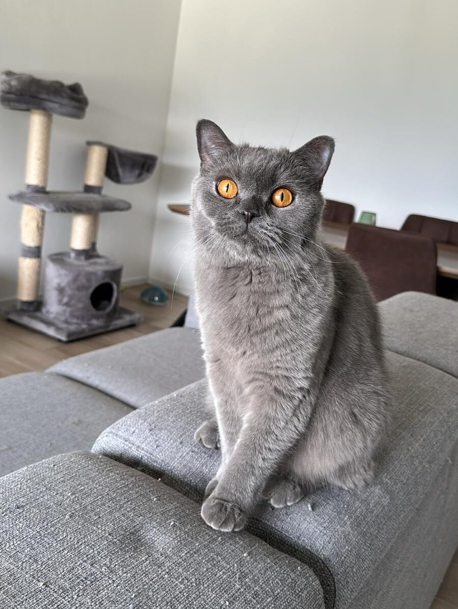 etudes-de-cas-garde-chat-morges