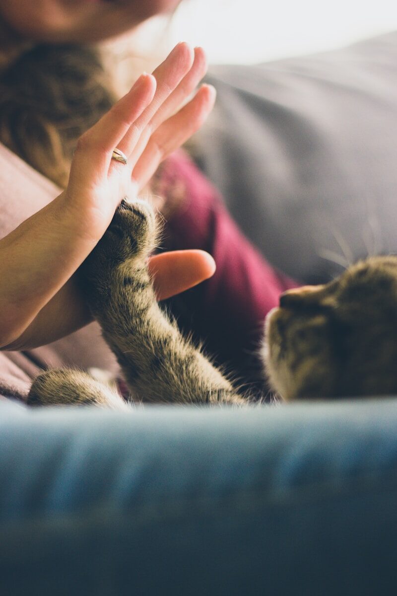 termes et conditions de prise en charge de votre chat reservation et conditions de garde de votre chat